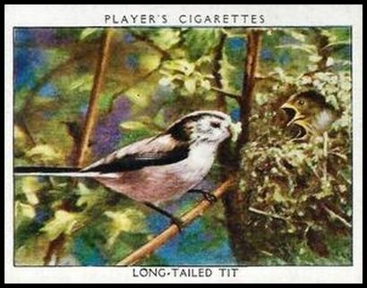 22 The Long Tailed Tit